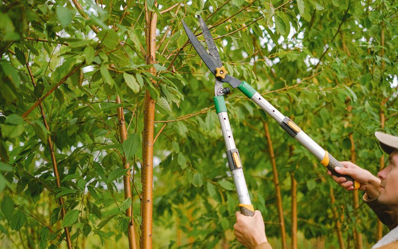 Tree trimming in Saint Francis, SD