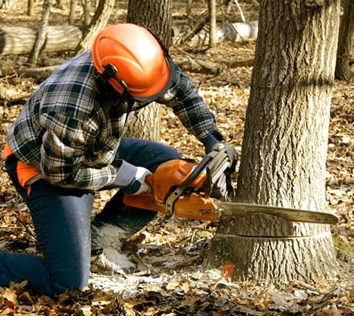 Tree Removal in Saint Francis, SD